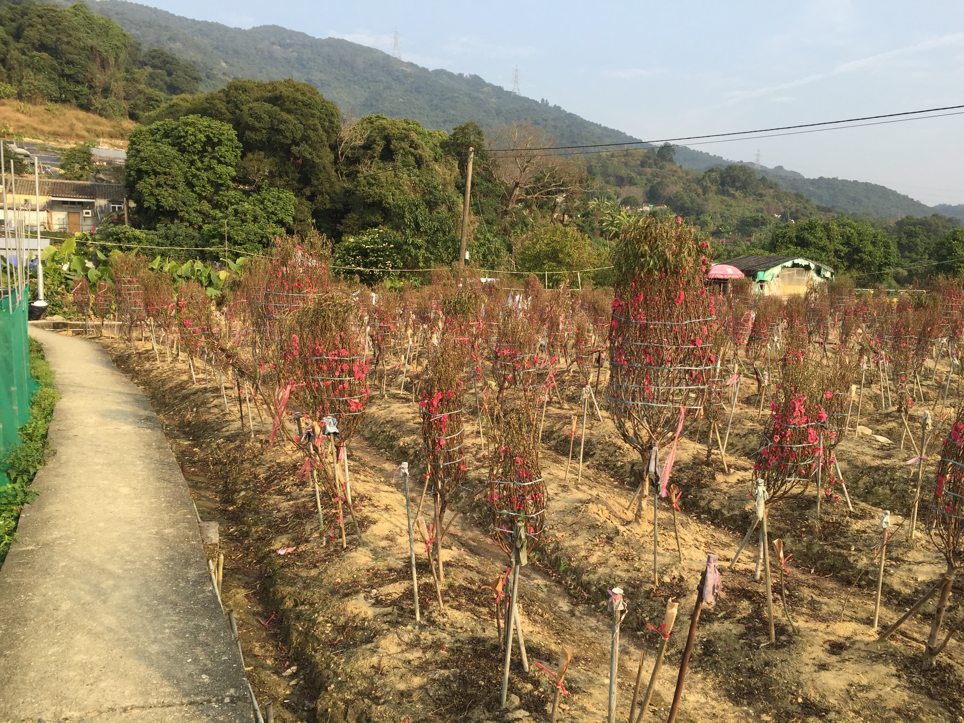 大埔林村國記桃花園供應合時本地桃花，歡迎零售批發