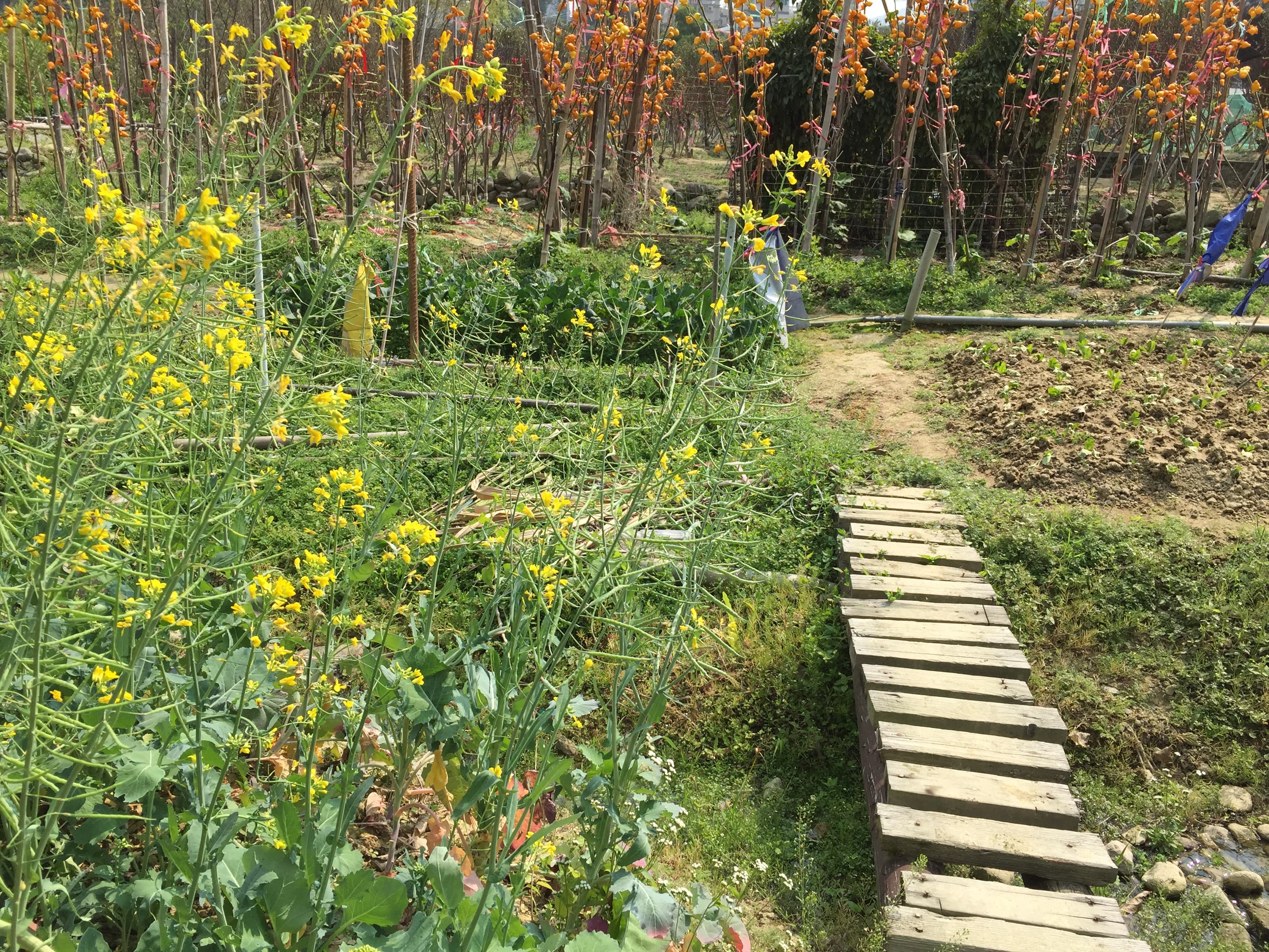 大埔林村國記桃花園供應合時本地桃花，歡迎零售批發