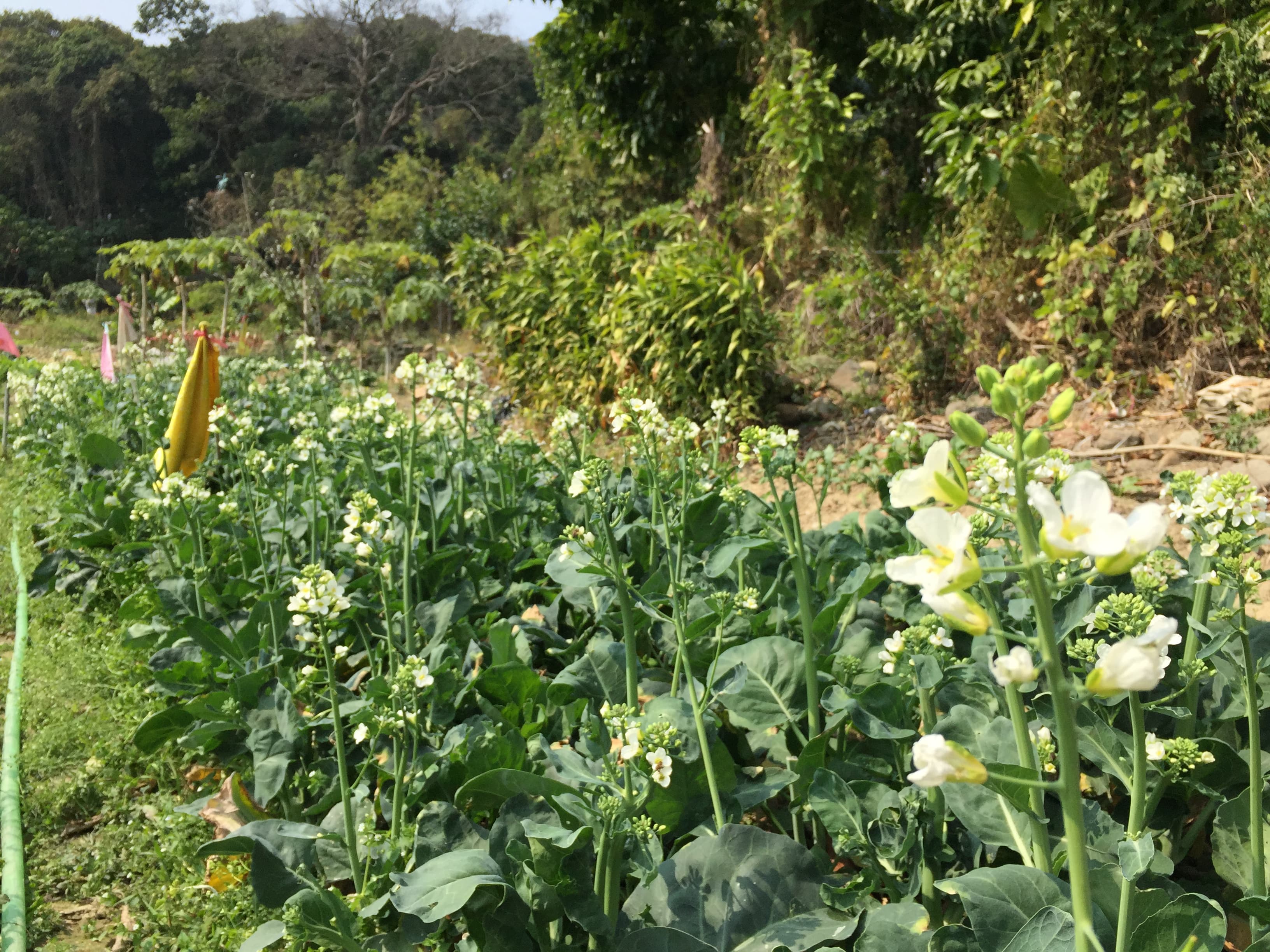 大埔林村國記桃花園供應合時本地桃花，歡迎零售批發