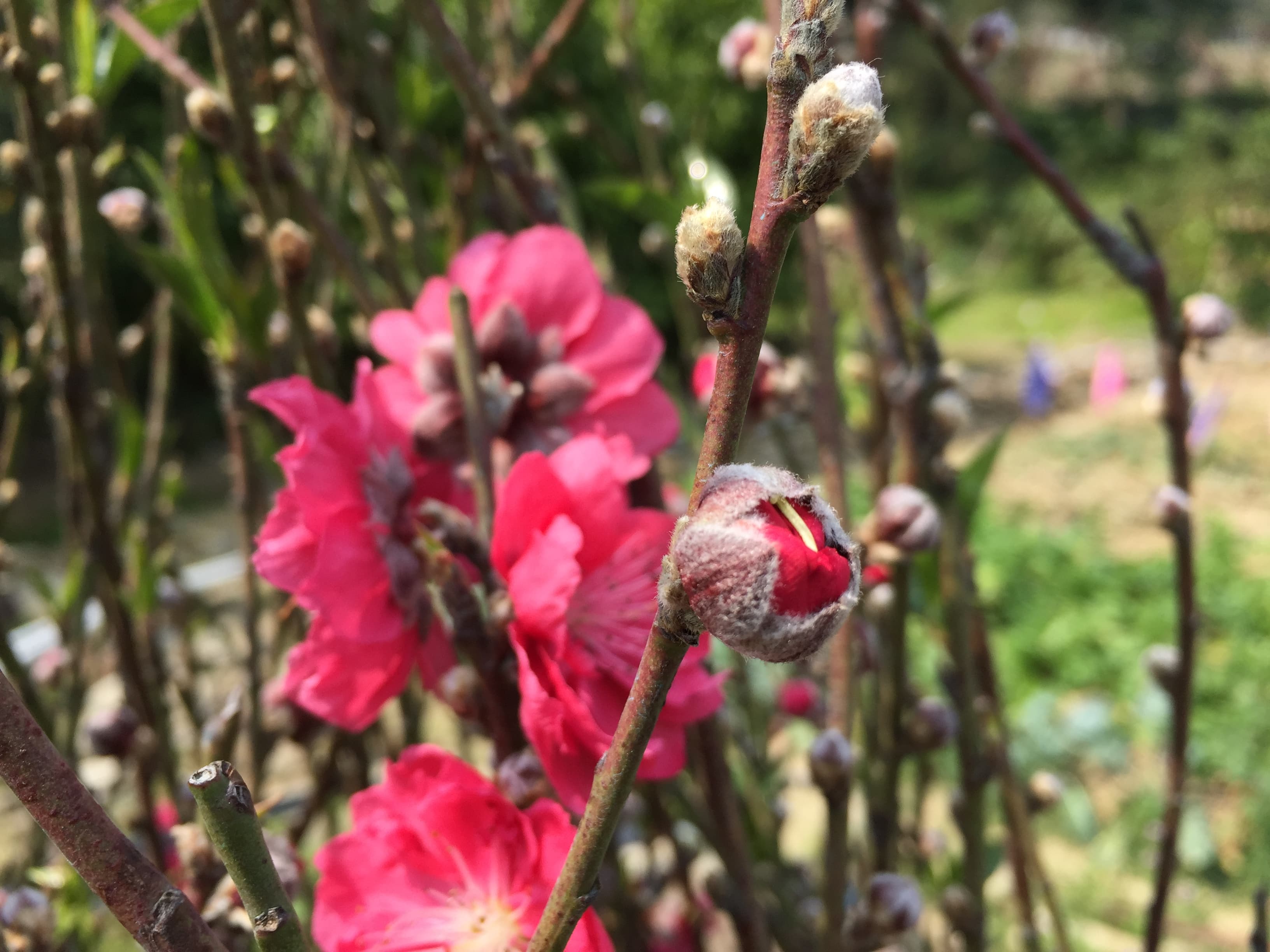 大埔林村國記桃花園供應合時本地桃花，歡迎零售批發